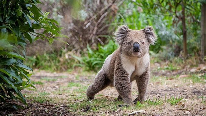 @animalfacts OnlyFans